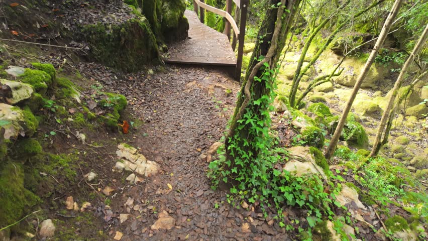Mystical forest at Rio de Mouros pathway in Condeixa, Coimbra Portugal. winding through moss-covered oak trees and dense undergrowth, creating an enchanting natural tunnel beneath twisted branches on 