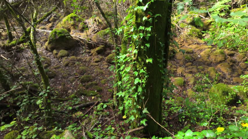 Mystical forest at Rio de Mouros pathway in Condeixa, Coimbra Portugal. winding through moss-covered oak trees and dense undergrowth, creating an enchanting natural tunnel beneath twisted branches on 