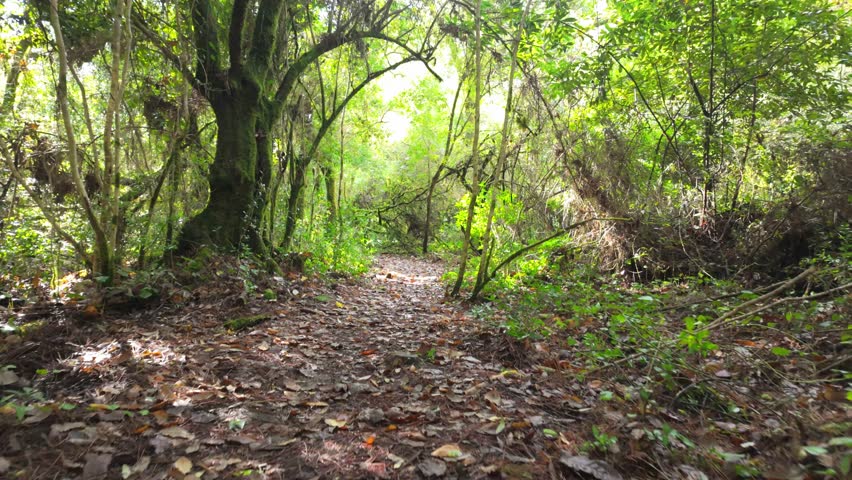 Mystical forest at Rio de Mouros pathway in Condeixa, Coimbra Portugal. winding through moss-covered oak trees and dense undergrowth, creating an enchanting natural tunnel beneath twisted branches on 
