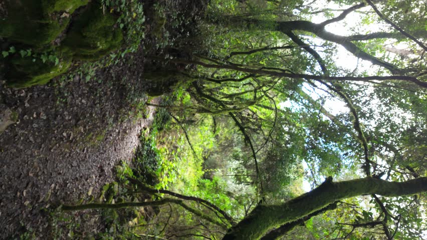 Mystical forest at Rio de Mouros pathway in Condeixa, Coimbra Portugal. winding through moss-covered oak trees and dense undergrowth, creating an enchanting natural tunnel beneath twisted branches on 