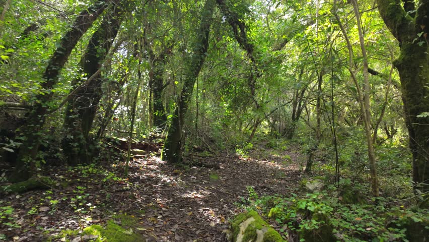 Mystical forest at Rio de Mouros pathway in Condeixa, Coimbra Portugal. winding through moss-covered oak trees and dense undergrowth, creating an enchanting natural tunnel beneath twisted branches on 