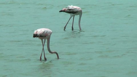 american flamingos  feeding at salt flat in curacao