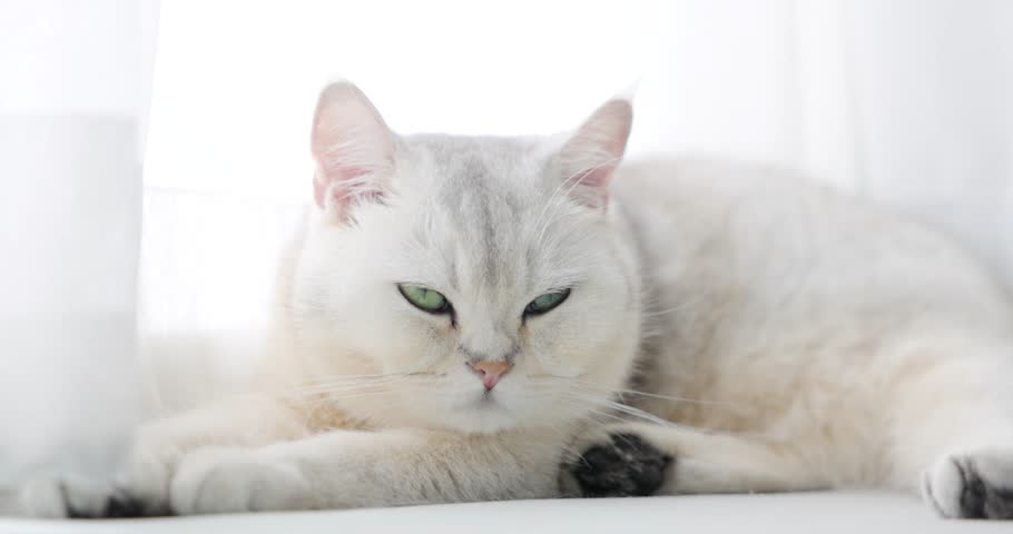 British Shorthair cat breed sitting clean yourself. Curious Cat Playing. 4k video clarity.