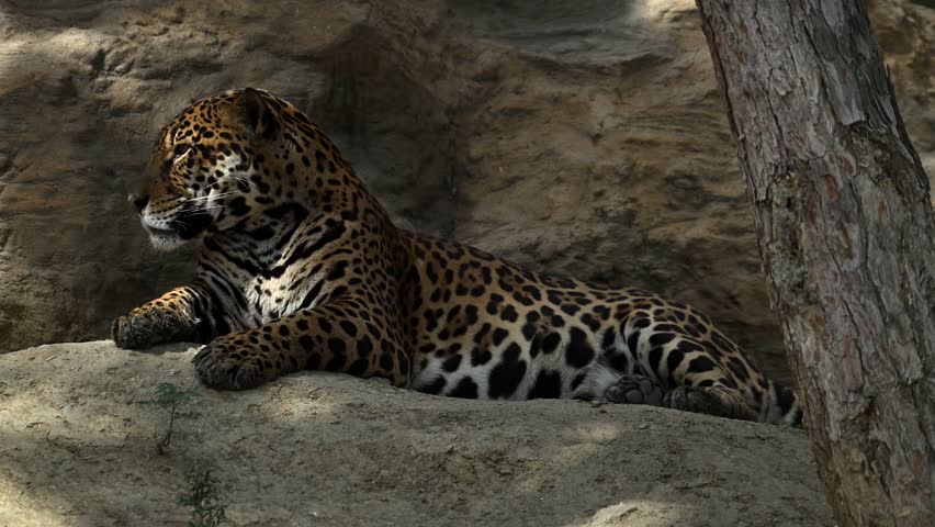 Majestic young jaguar relaxing on rocky cliffs under morning sun rays in breathtaking 4K slow motion