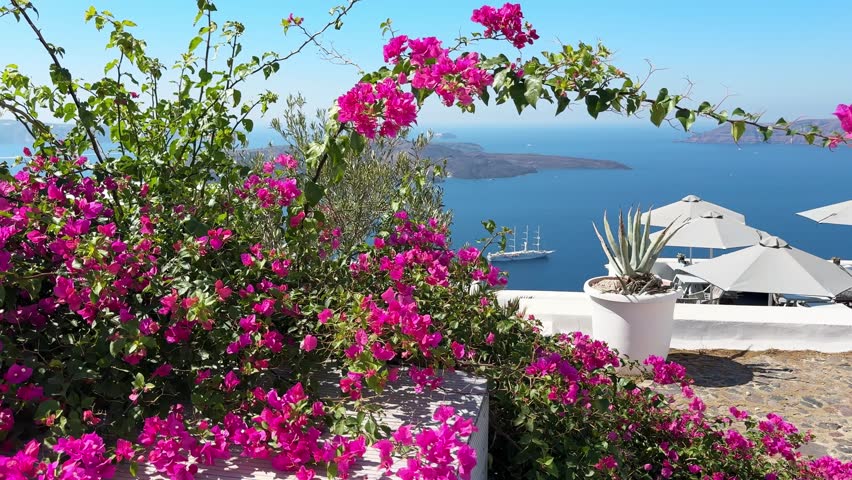 White architecture in Santorini island, Greece. Beautiful terrace with blooming pink flowers. Blue sea and the blue sky at sunny day. Travel and summer vacation concept. 
