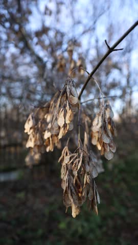Dried Seed Pods Peacefully Hanging on a Tree Branch During the Cold Winter Season