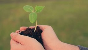 Sprout in palm of gardener. Agricultural Business. Green sprout in hands of farmer in field. Farmer's palms, green shoots. Agriculture. Business development. Financial growth. Life in hands of man - Powered by Shutterstock - Get 15% off with code: PIKWIZARD15