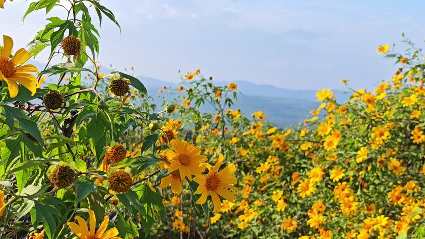 Yellow flower field, name as Tithonia diversifolia.
