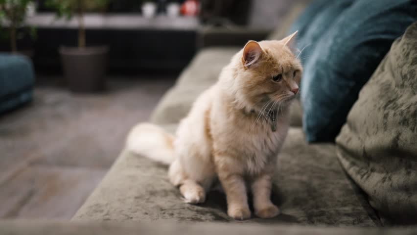 Cute ginger long haired cat sitting on sofa in living room. Kitten resting on couch. Adorable domestic indoor feline pet cat relaxing at home.