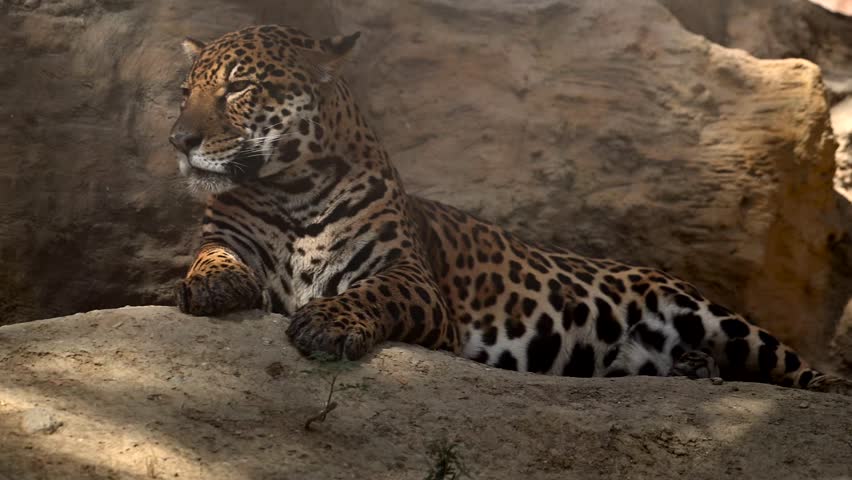 A beautiful young jaguar or leopard confidently lounge on a rocky cliff, illuminated by the warm rays of the morning sun in a serene wildlife setting