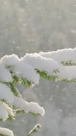Beautiful winter scenery with snow falling on a fir tree branch close-up. Snowfall in a winter spruce forest at sunny day. Snowflakes slowly flying in air at sunny cold winter day. Christmas time
