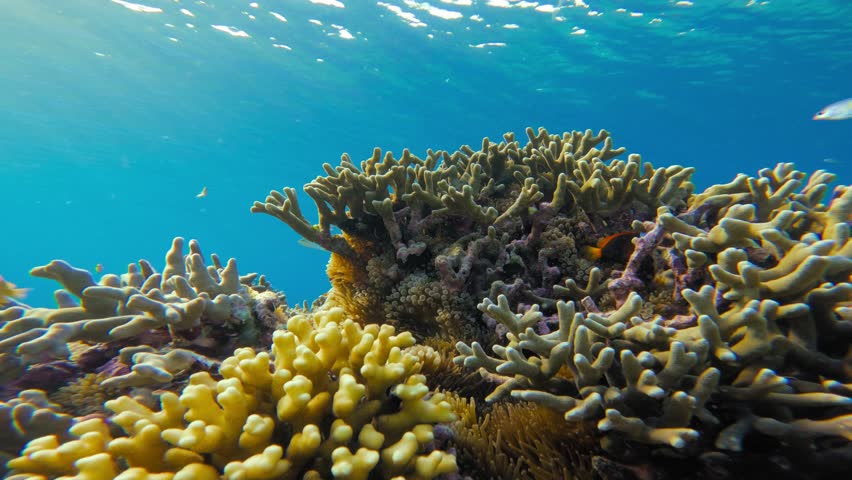 A clownfish and other small fish swim around a colorful coral reef in Raja Ampat, Indonesia. Static underwater shot captures the vibrant hues and dynamic textures of the reef against blue background.