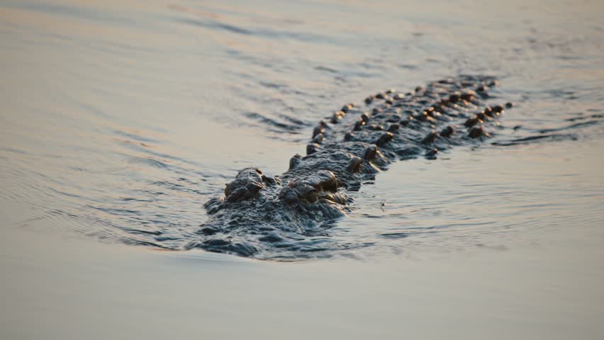 Slow motion close-up of Nile crocodile in water swimming with eyes and nose above water showing textured back, Kruger National Park, South Africa