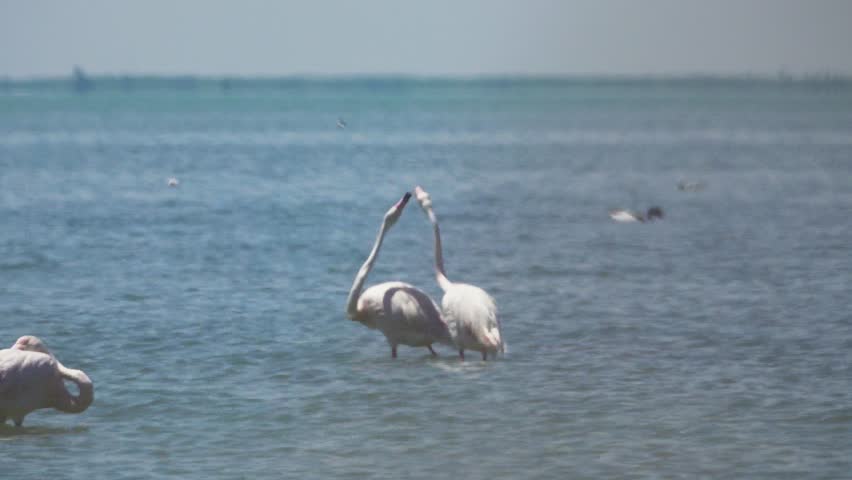 Flamingo flock (Phoenicopterus roseus) feeds and rests on marine salina on sultry day. Artemia food. Tadorna, Larus genei near. L Sivash, Arabatskaya sp, Crimea. Birds settling to nesting north