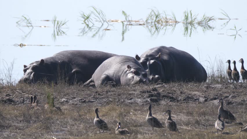White-faced whistling ducks next to two sleeping hippos around pond at Chobe National Park in Botswana