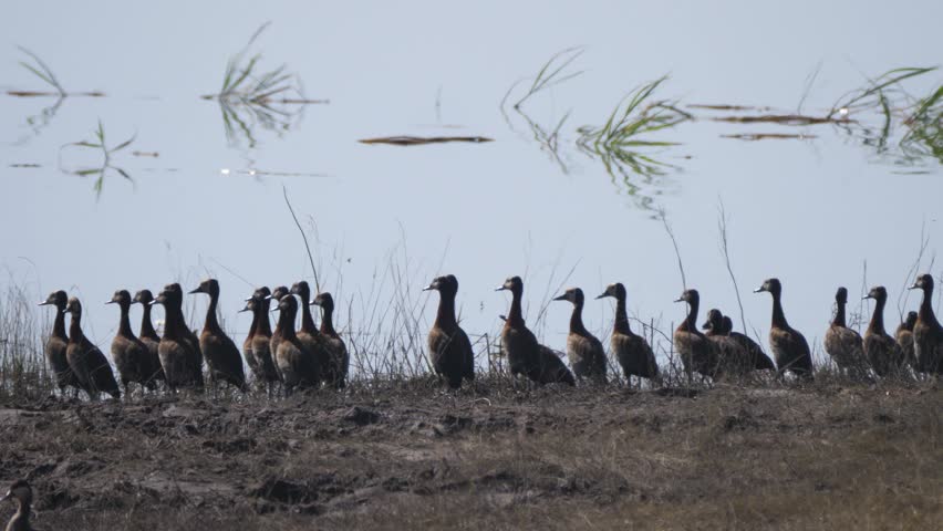 White-faced whistling ducks around pond at Chobe National Park in Botswana