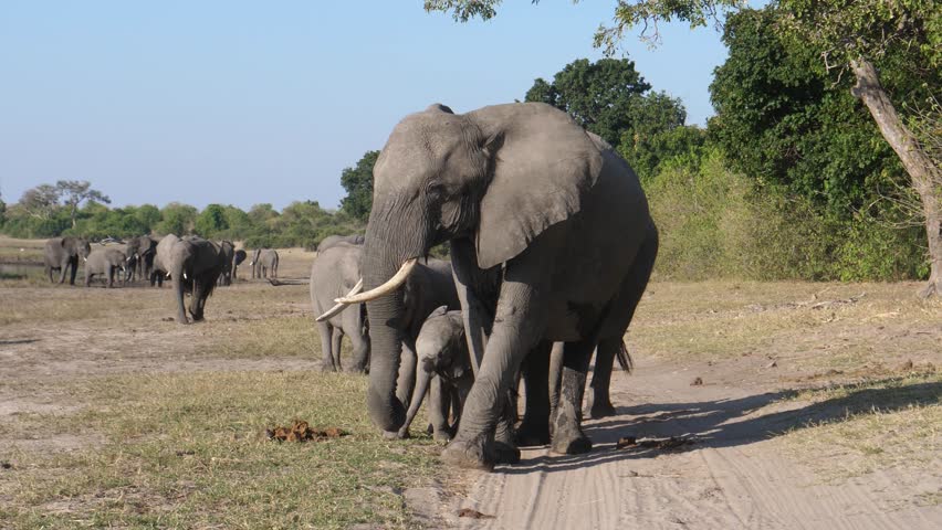 Herd of elephants around a lake in Chobe National Park in Botswana
