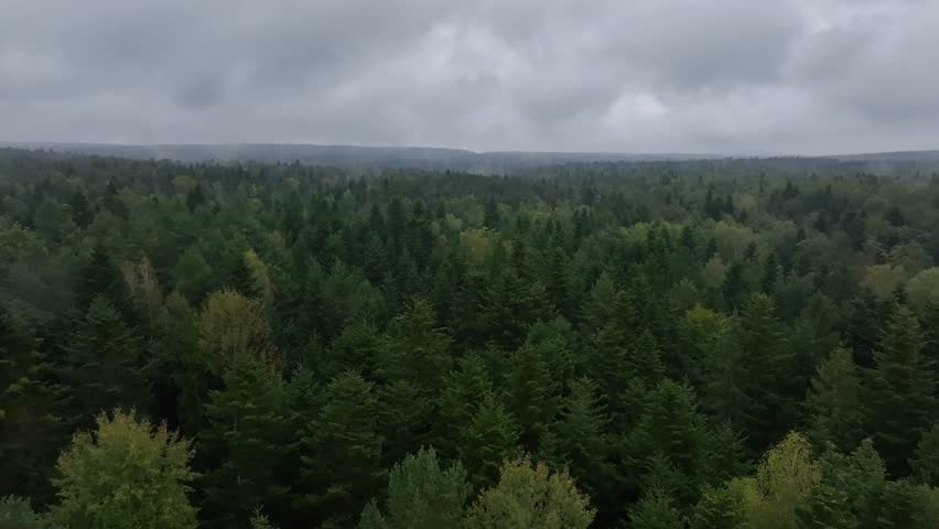 Low rainy clouds over pine forest, aerial view