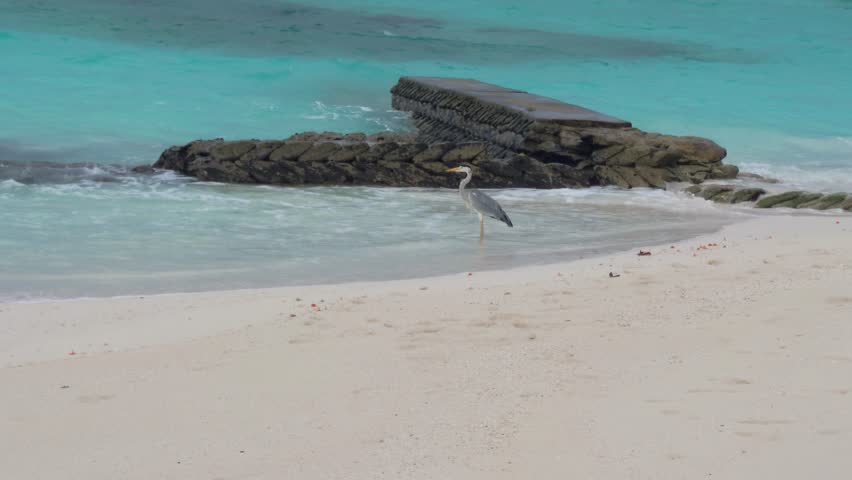A heron on the ocean shore watches fish out of the weather. There is a strong wind blowing, waves of turquoise sea water. A bird is fishing. White sand on the beach. It is raining lightly. Island
