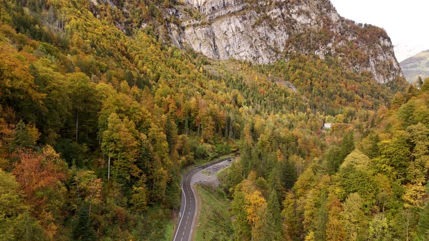 Road in forest autumn fall season tree golden leaf leaves background mountain side