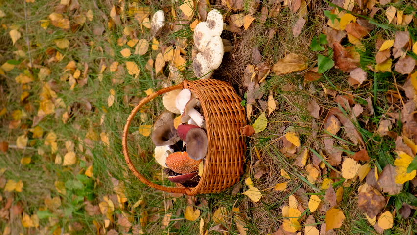Bad mushrooms in the forest. Selective focus.