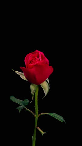 Pink Rose Plant Blooming Flower in Time Lapse on a Black Background. Single Red Flower Opens Bud and Moving Petals in Timelapse