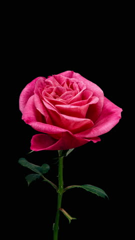 Pink Rose Plant Blooming Flower in Time Lapse on a Black Background. Single Red Flower Opens Bud and Moving Petals in Timelapse