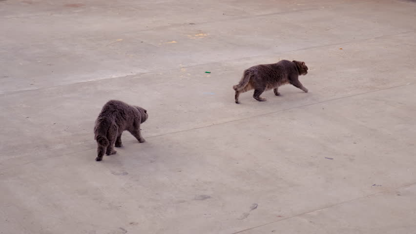 Two cats fighting on the street. Selective focus.
