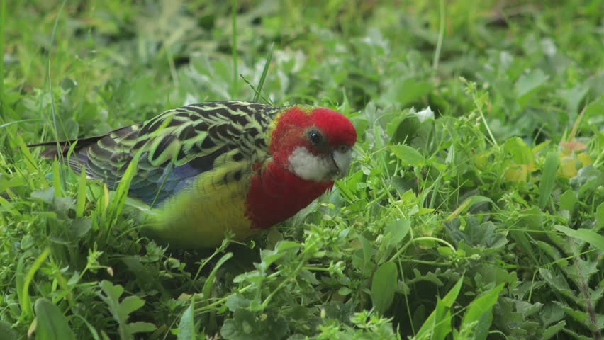 Eastern Rosella Bird Foraging Eating Weeds In Garden Close Up Australia, Victoria, Gippsland, Maffra