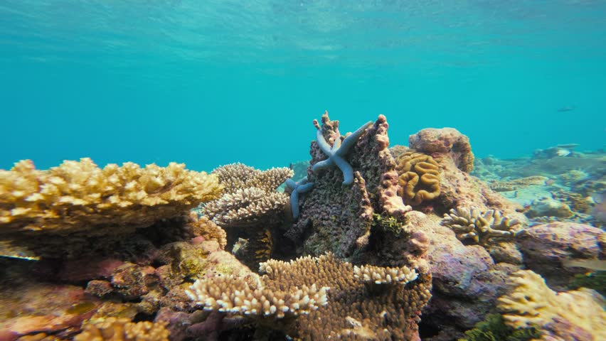 Two blue starfish rest on a vibrant coral reef in the calm waters of Great Barrier Reef, Australia. This static shot captures the beauty of the reefscape, with colorful corals and rich marine life.