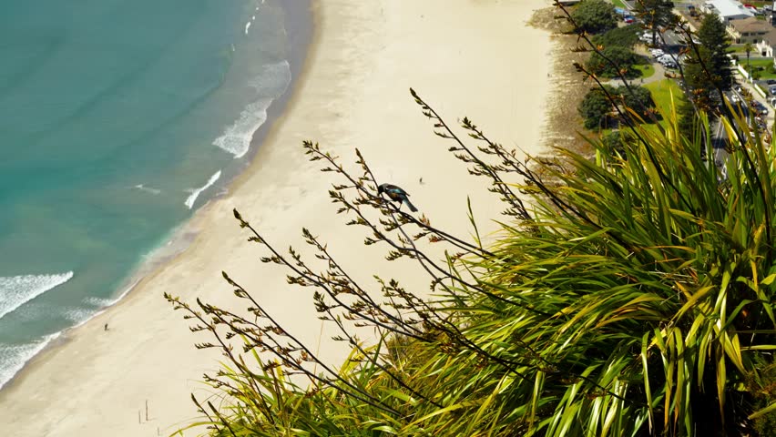 Tui bird perched on native New Zealand flax or harakeke overlooking a sandy beach and ocean below as it hops and pollinates - Prosthemadera novaeseelandiae
