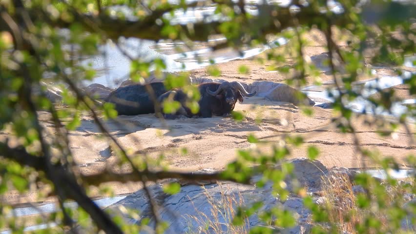 Two water buffalos rests on the waterside of Kruger National Park, South Africa.