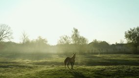 A lone horse grazes on a field shrouded in morning mist in the mystical light of dawn. A breathtaking view from a drone of awakening nature. - Powered by Shutterstock - Get 15% off with code: PIKWIZARD15