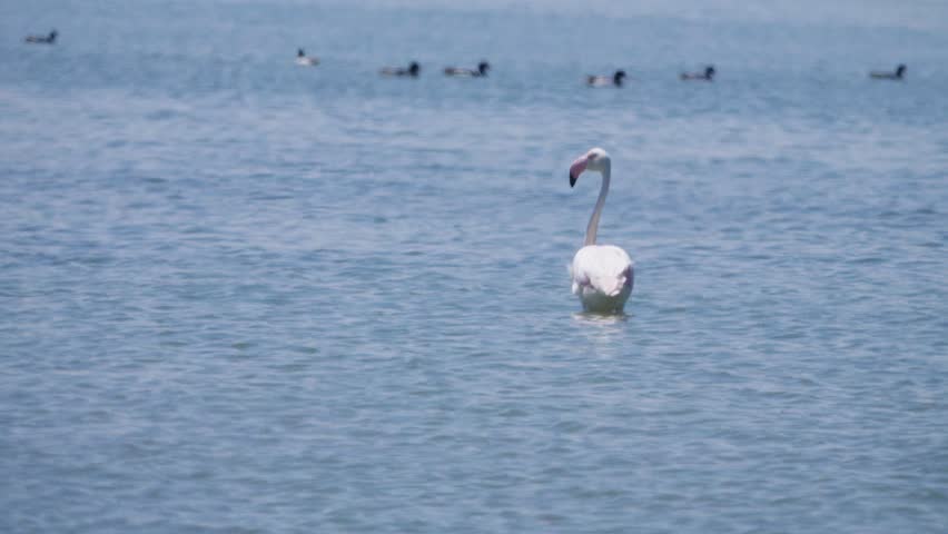 Flamingo flock (Phoenicopterus roseus) feeds and rests on marine salina on sultry day. Artemia food. Tadorna, Larus genei near. L Sivash, Arabatskaya sp, Crimea. Birds settling to nesting north