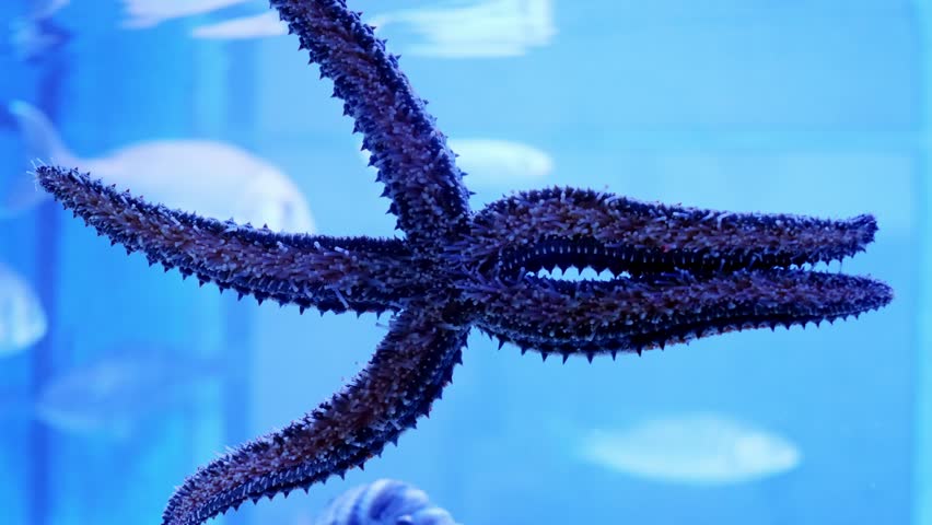 Spiny sea star clings to aquarium glass as a white seabream swims past
