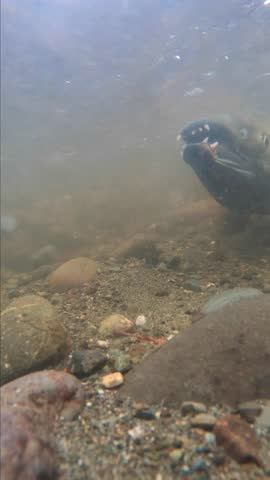 Chum salmon swimming upstream underwater view Washington State