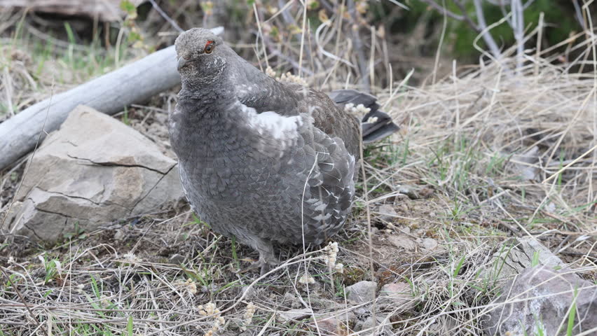 Male Spruce Grouse in Springtime in Wyoming