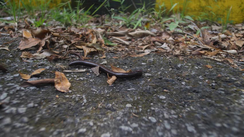 Giant African Millipede Crawling On Ground With Fallen Leaves In Wilderness. wide shot