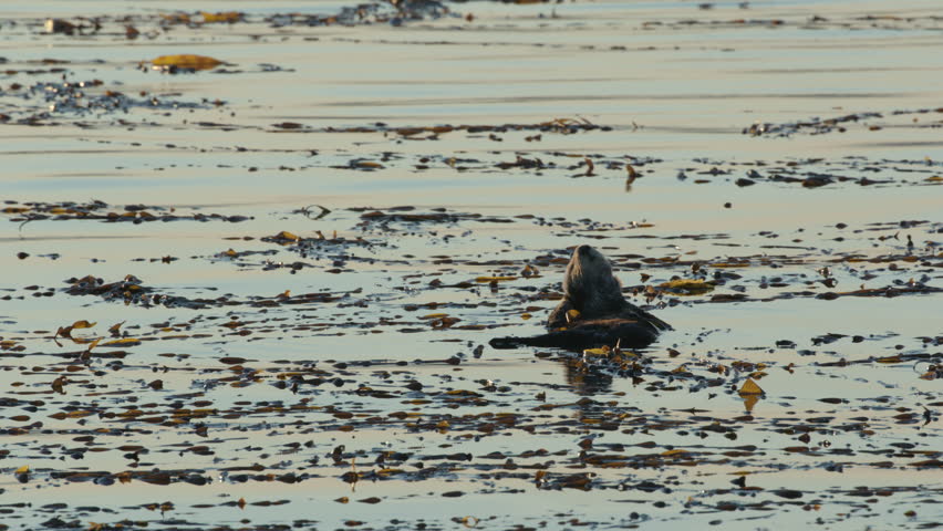 Sea Otter at sunrise swimming in kelp. Sleeping, rolling, and relaxing sea otter in the early morning.