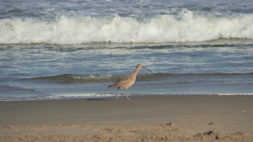 Long billed curlew on shoreline of california beach walking in slow motion 