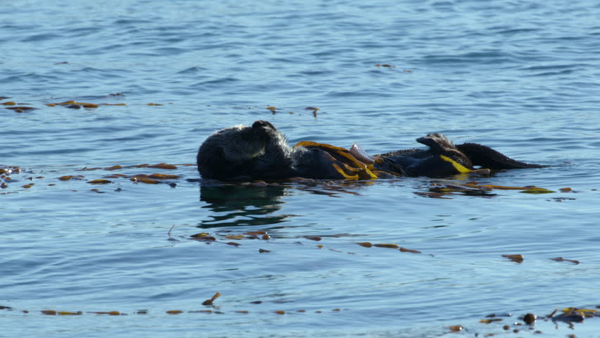 Sea Otter at sunrise swimming in kelp. Sleeping, rolling, and relaxing sea otter in the early morning.