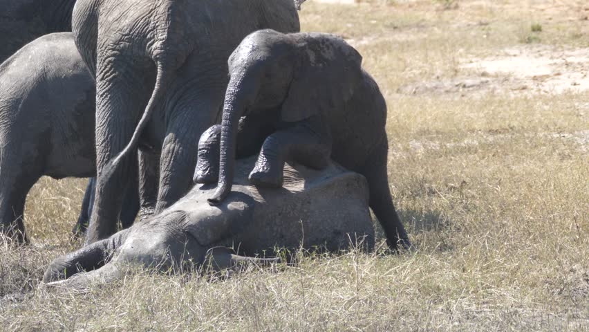 Baby elephant playing around the herd of elephants at Chobe National Park in Botswana