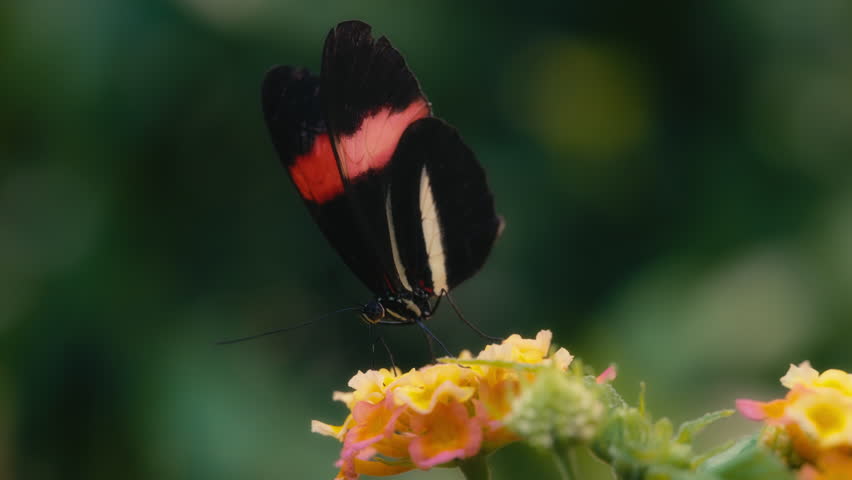 Red postman butterfly on a yellow flower moving its wings. Slow motion. 