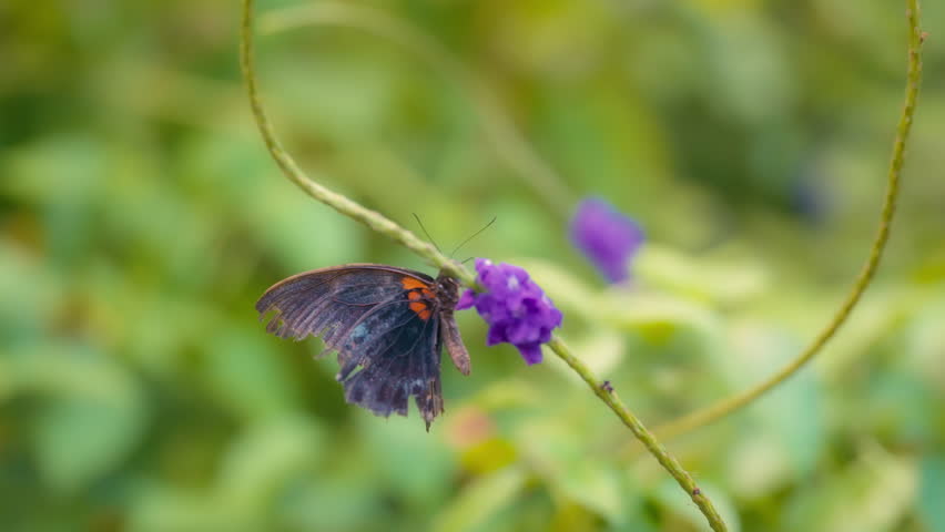 The great mormon butterfly (Papilio memnon) flying next to purple flower. Slow motion, close up. 
