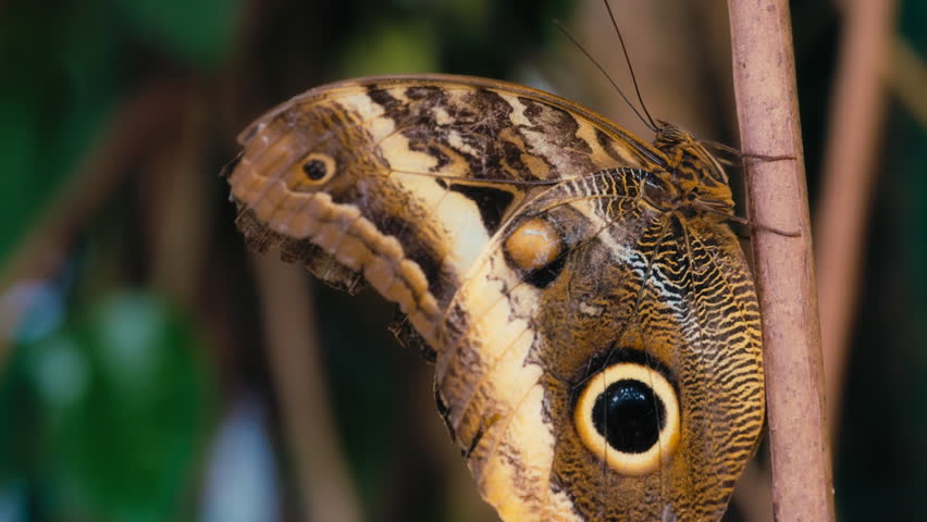 Close up of a giant owl butterfly sitting on a plant. Slow motion. 