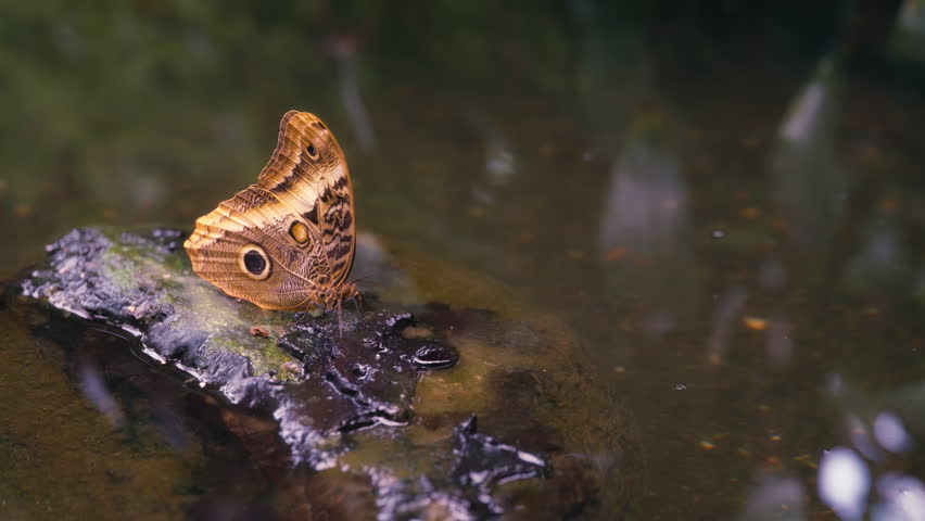 Close up of a giant owl butterfly sitting on a rock in a pond. Slow motion. 