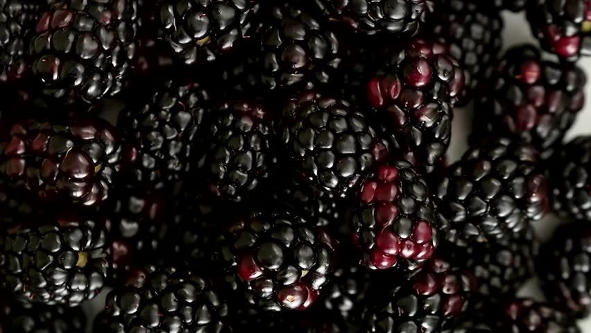 Fresh blackberry rotating