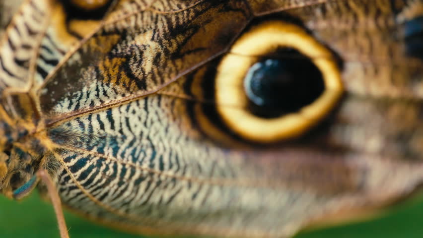 Macro shot of a wing of an owl butterfly. Slow motion. 