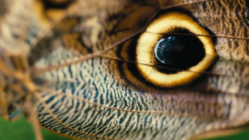 Macro shot of a wing of an owl butterfly. Slow motion. 