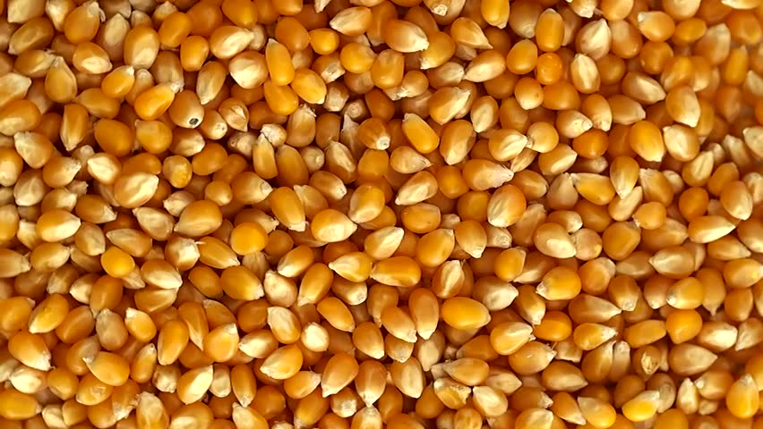 Corn seeds rotating on a display plate.